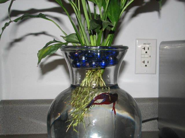 This is Jonah (and plant) before the Cat attack.  He has actually grown... Guess I need to get an...