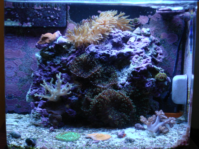 12 gal nano dx with 10 gallon sump.  2 clowns,1 neon goby, multiple leather, bta, mushrooms, and...