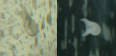 white unknown bug