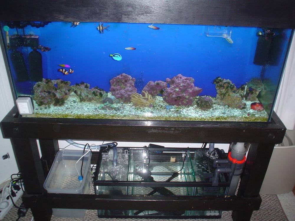 My Tank