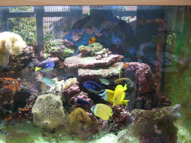 my new tank