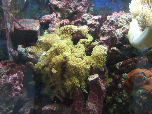 my new tank