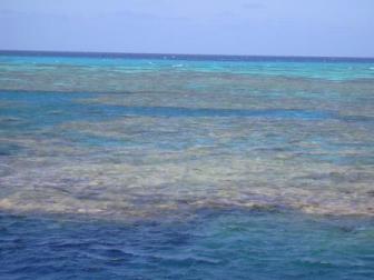 in the morning we were snorkling