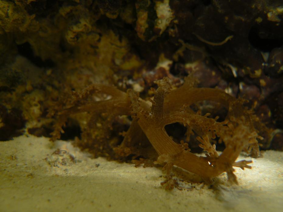 This coral is a Kenya tree coral.  He is floating all about the tank so i hope I can get him...
