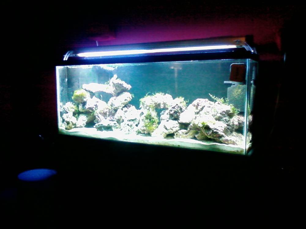 i just put this together its a 55gal. with about 65pounds of fiji rock &amp; live sand  i have 5...