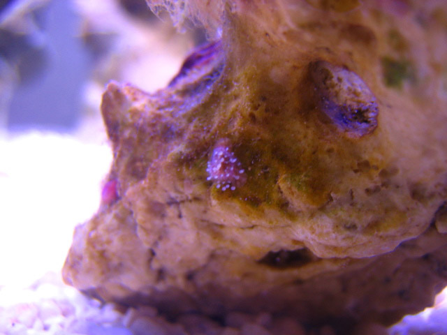 This just a shot of unidentified anemone. We have found it by chance. So far no ID ... It is active...