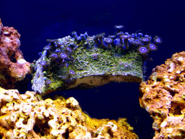 It was rather inexpensive frag with LR with Purple Button Polyp Coral. This funny position is just...