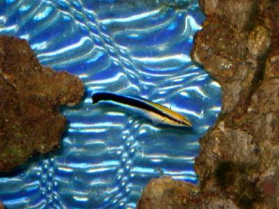This is my cleaner out of my 55g.