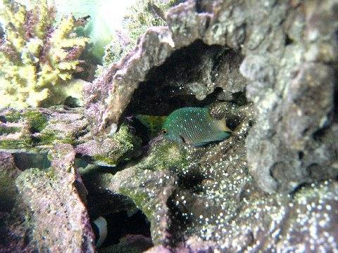 This one of my damsels in a 20L.
