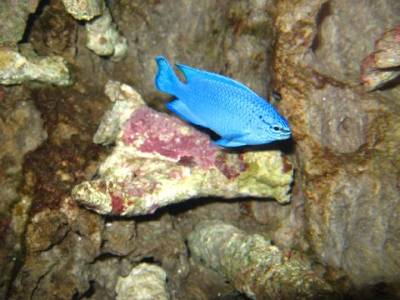 One of my other damsels, this one is in the 55g.