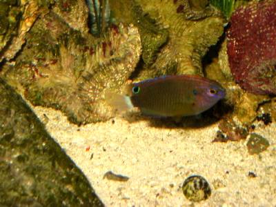 This damsel is in the 20L. I have four of them in there with 2 chroms and a saddleback and they all...