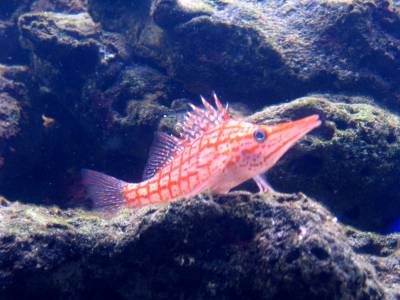 This little guy loves to hang out on the edgea of the rocks.
