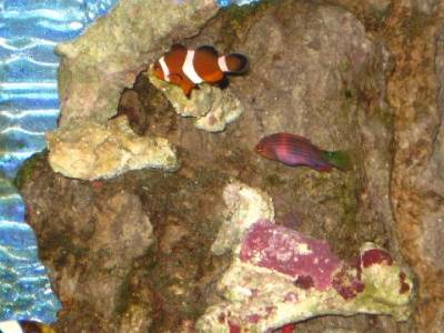 These two little guys are in the 55g.