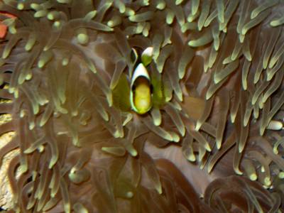 He loves his Anenome!! even picks up silversides half his size to feed it!