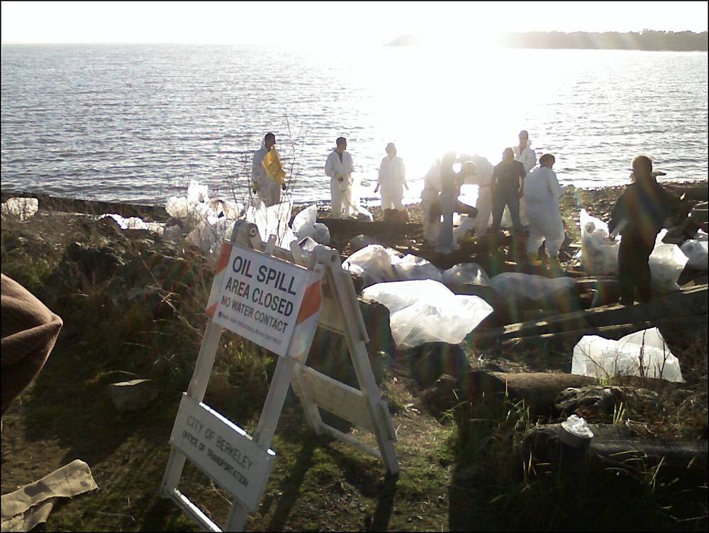 Two teams of ten including me on this beach. Our shift was a few hours and we got a lot. Still a...