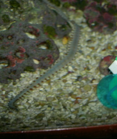 One of the first pictures of my bristleworm when I found it in October 2007. The algae clip gives...