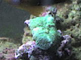Anyone know the proper name of this???