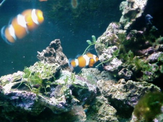 just some pics. of my 55 lights just comeing on