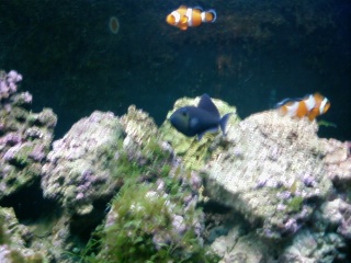 this is my bad trigger loves to eat my coral and stuff
