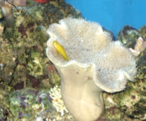 Clown goby at home in leather