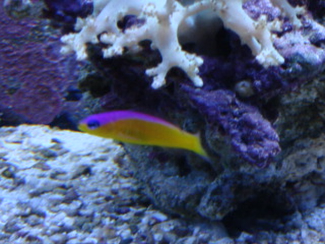 new addition to my tank