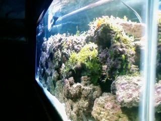 just set up this 75g tank