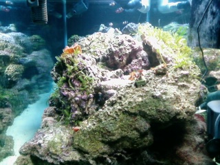 just set up this 75g tank