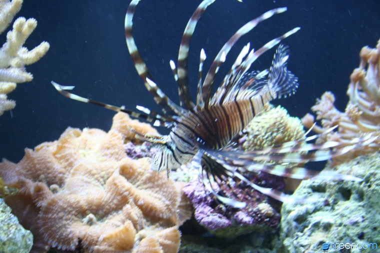 My Favorite fish he is a bad dude but i dont think i could ever get rid of him
