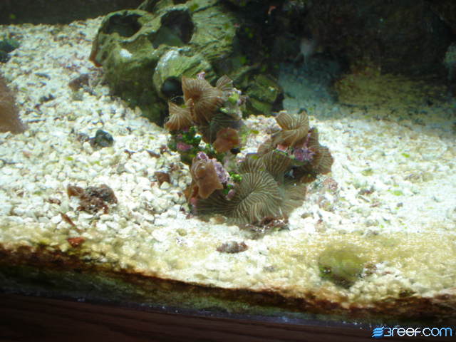 They are doing great, gonna cut em up soon
