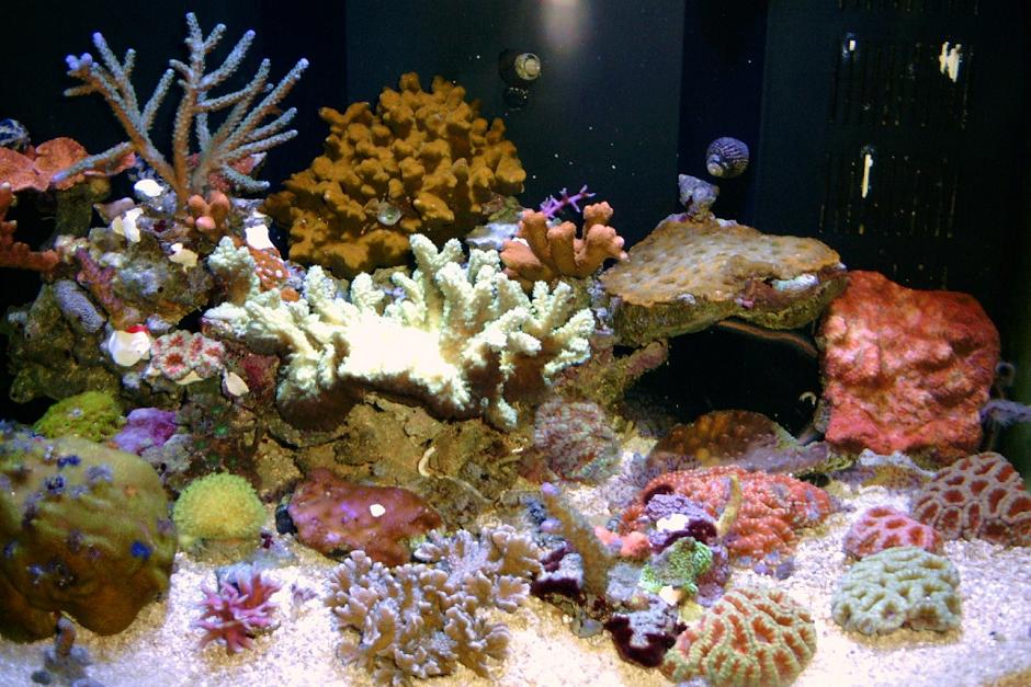 24 gallon