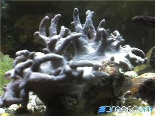A massive leather coral (it is just put into the tank)