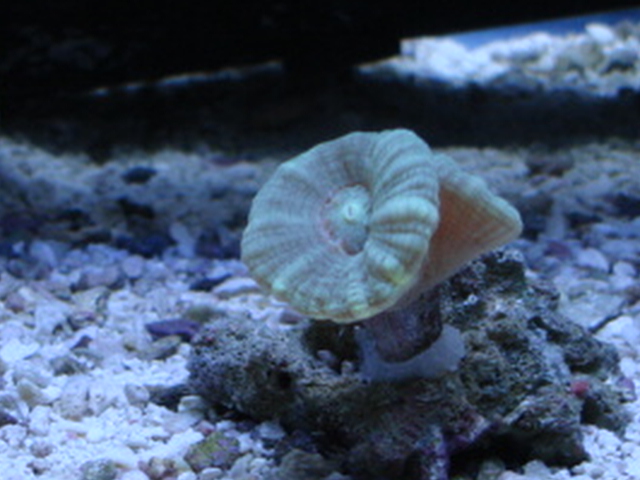 new addition to my 5.5 gallon nano
