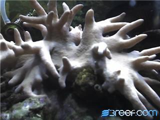 My leather coral with an acan that is near its bottom edge
