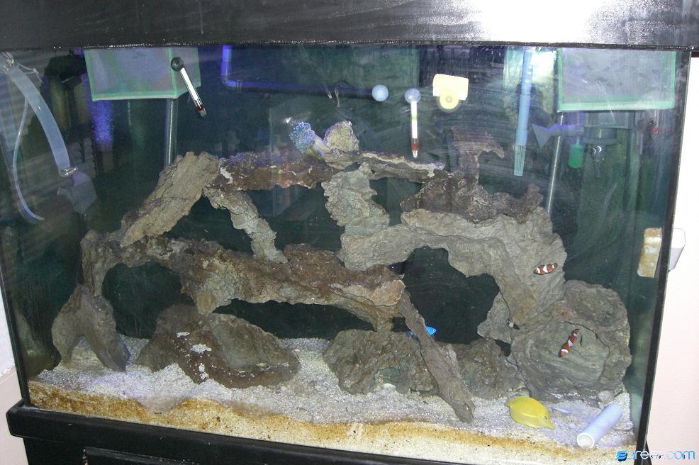 My old fish only tank i will be turning it into a reef tank soon goy my first torch coral today : )