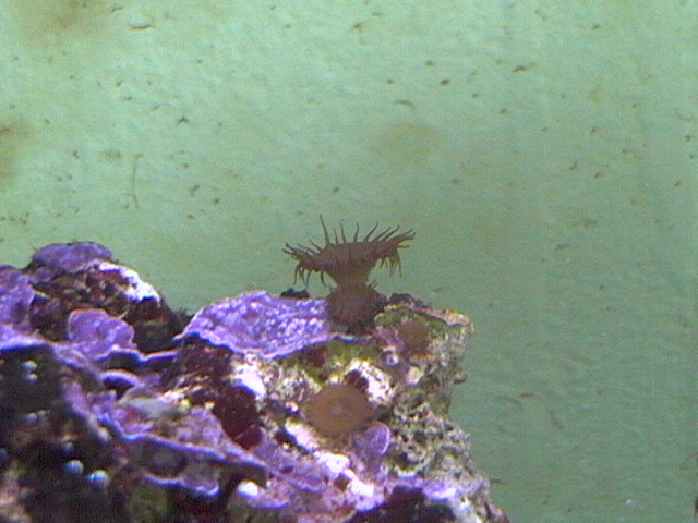 a baby polyp only 1/2 inc big
