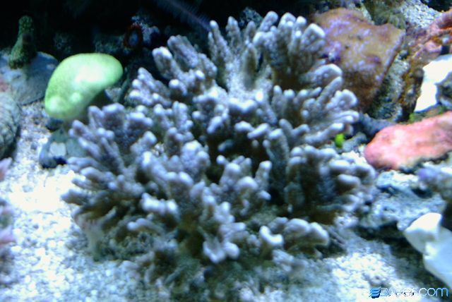One of my favorites grows fast with a neat blue color
