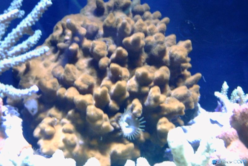 Nice sized colony about 7&quot; across with a lone zoo living in it.