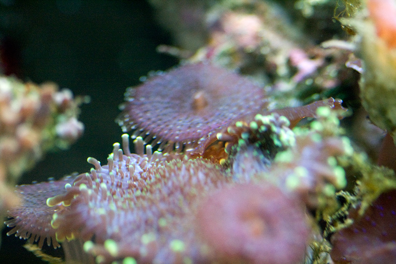 picked up a digi SLR for the holidays... testing out the macro lens on some fun stuff.