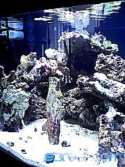 29 gal biocube