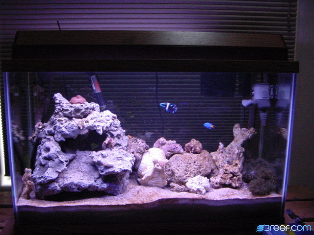 29 g tank