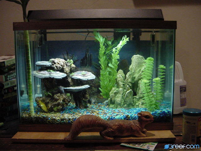20 gal tank with crawdad, goldie, tetras and who knows