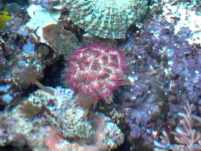 can any 1 id this please thank you