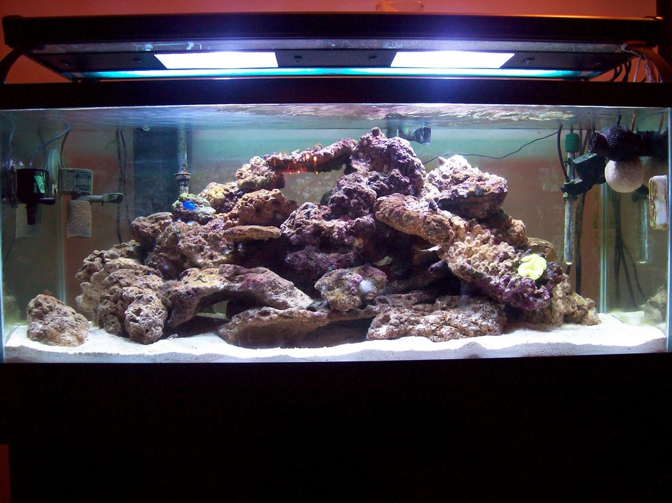 Just added about 50 more pounds of lr and with that I got a convict goby, a open brain coral, and a...