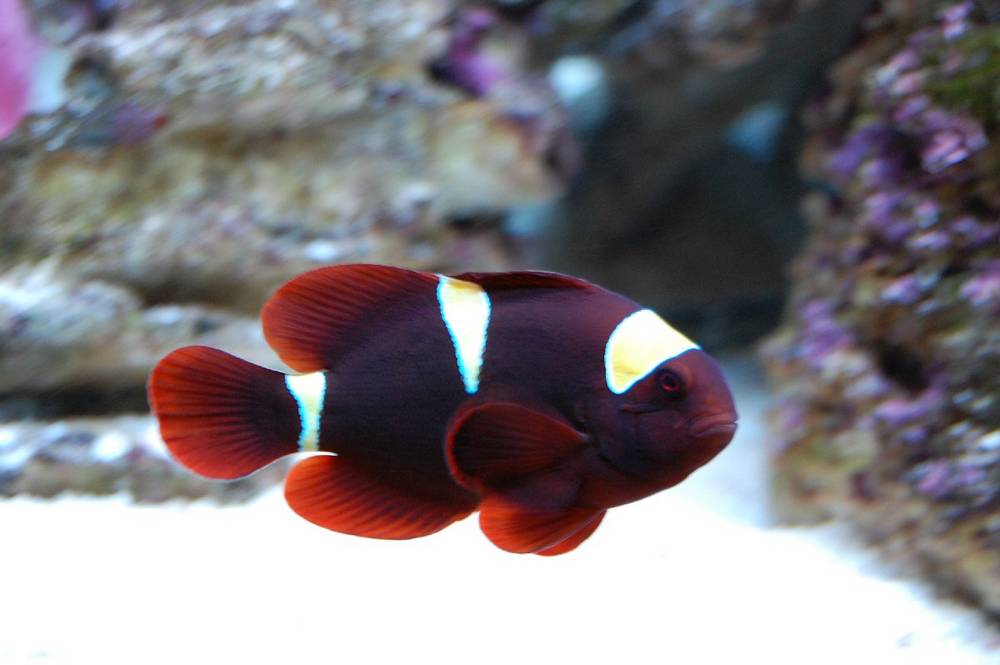 large maroon clown