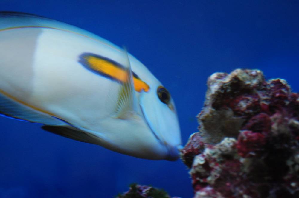 orange shoulder tang