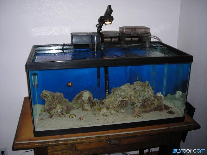 My 40 gallon breeder with no real light yet.