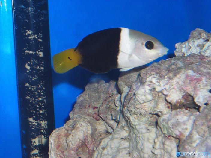 A Half-and-Half wrasse I had for one day. I took him back after I learned how big he&#039;d grow.