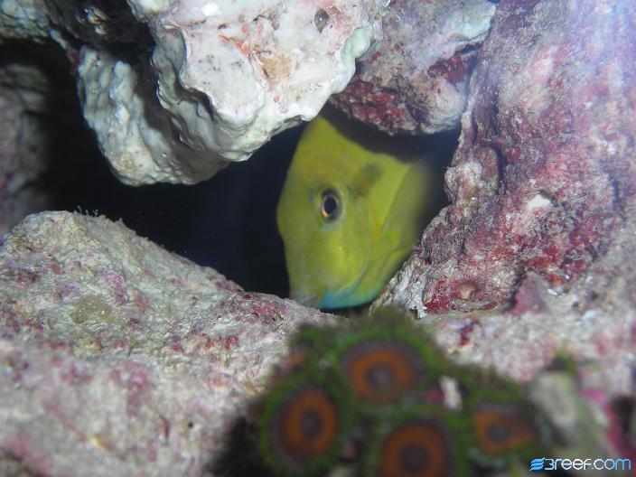 Shy Orange Shoulder Tang.