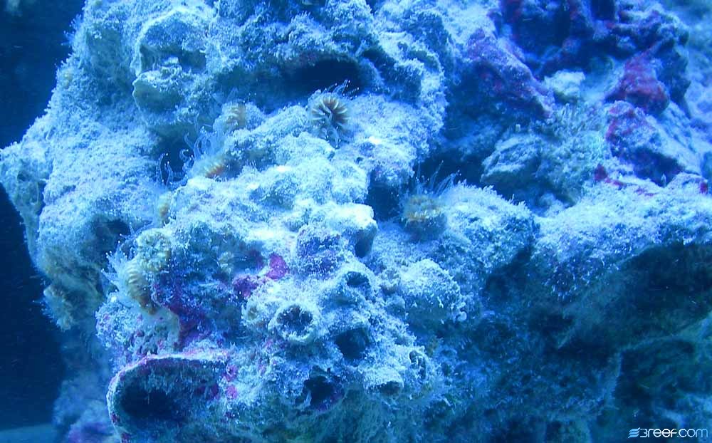 1st tank shots and cup corals that came on my live rock.