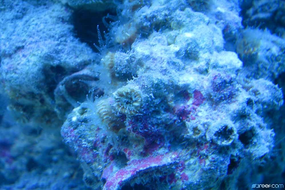 1st tank shots and cup corals that came on my live rock.